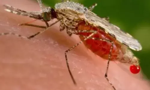 Andhra Pradesh dengue cases