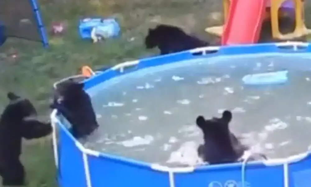 Bear cubs enjoy pool party in adorable viral video. (Photo: Twitter)