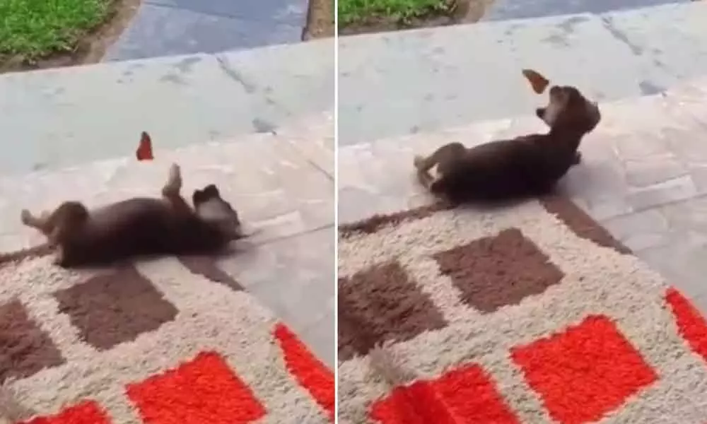 Video of a puppy playing with a butterfly goes viral. (Photos: Twitter)