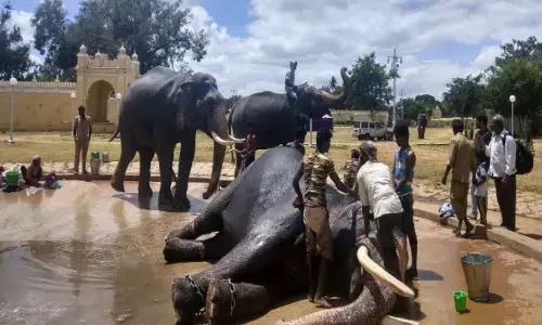 Dasara jumbos getting royal treatment