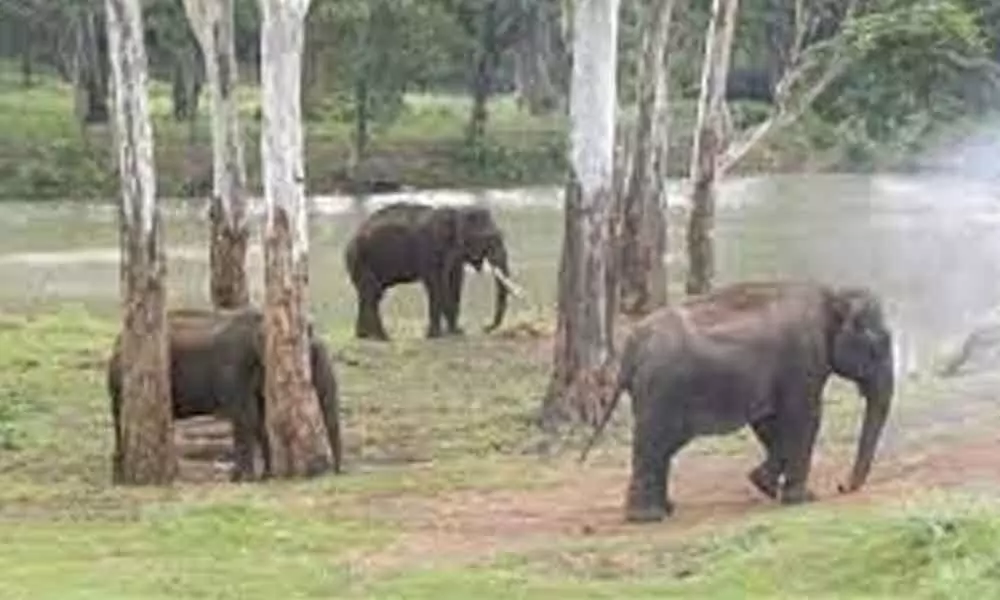Proposal to establish elephant camp in Budhipadaga dropped