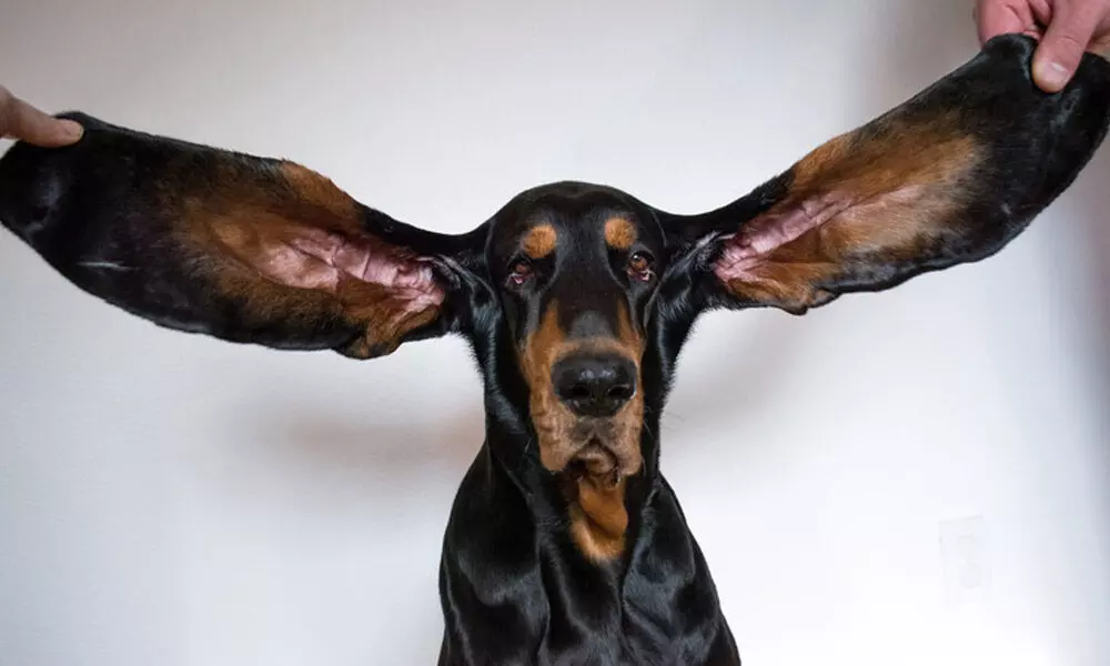 The Coonhound Holds Guinness World Record For Having Longest Ears