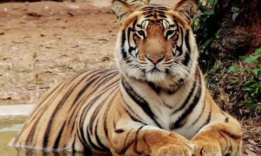 Tiger (Photo | EPS)