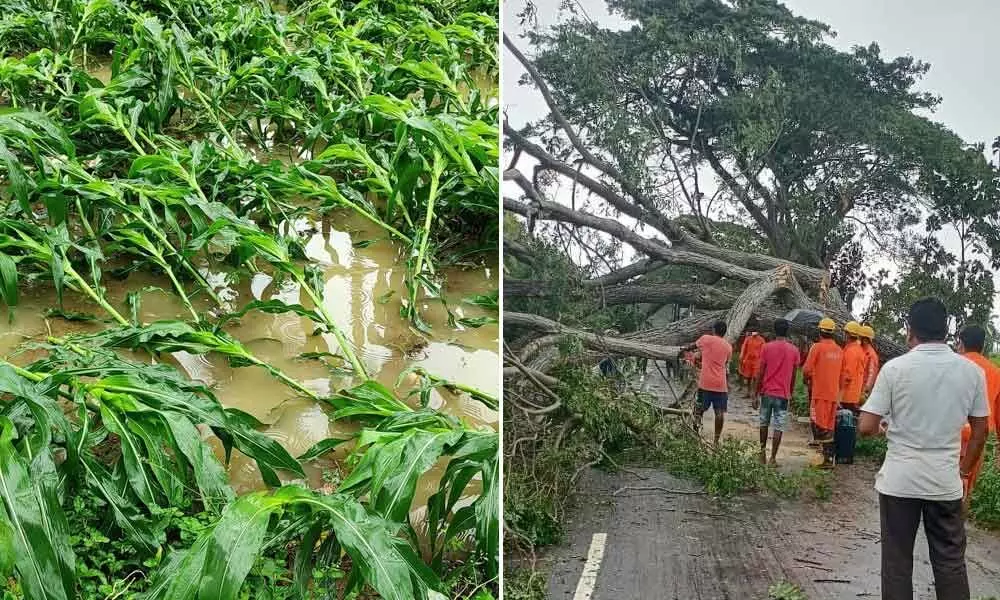 Maize crop inundated in Gara mandal; A tree uprooted in Santhabommali mandal in Srikakulam district