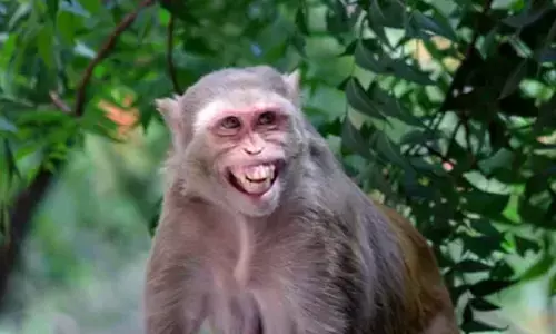 Monkey In Karnataka Badly Injured An Auto Driver