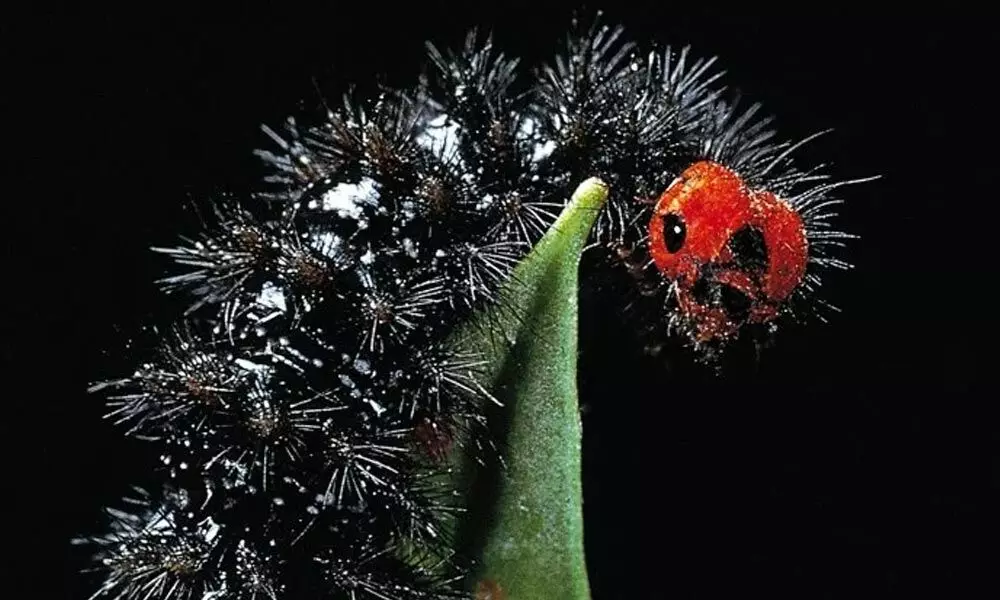 The Glanville fritillary butterfly in caterpillar form. (Paul Starosta/Getty Images)