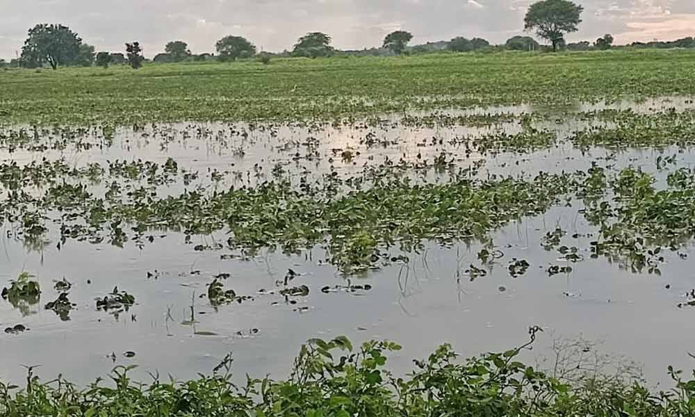 Telangana: Paddy to have positive impact due to rains