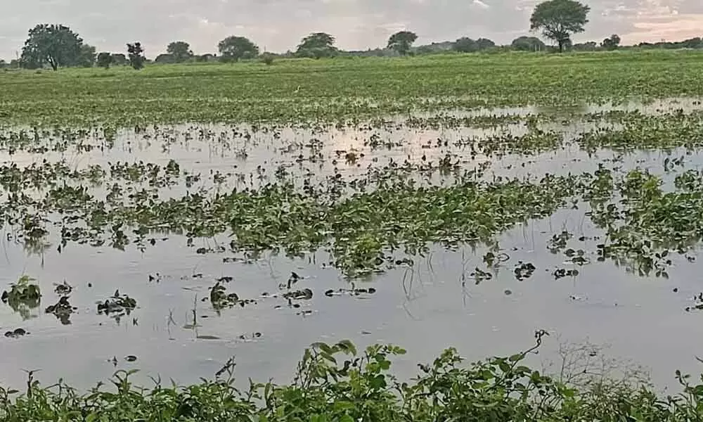 Paddy to have positive impact due to rains