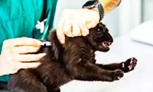 Bengaluru: Free vaccine for pets on World Rabies Day