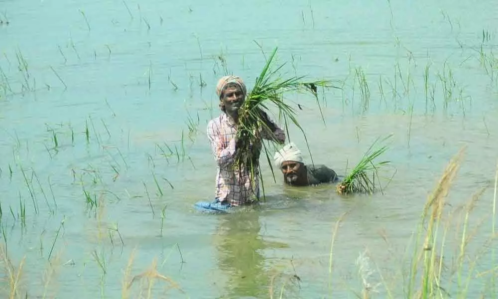 Farmers showing damaged paddy crop at Thurakapeta village in Sarubujjili mandal