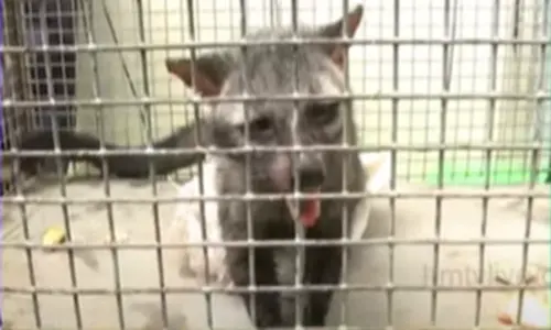 Rare civet cat spotted in Vijayawada, forest officials rescue it
