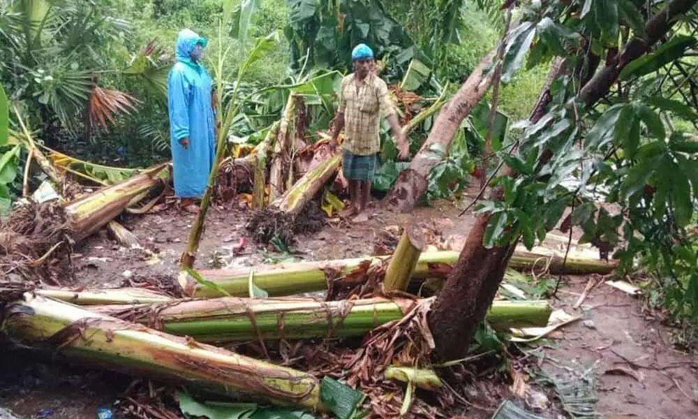 A banana plantation damaged by Cyclone Gulab at Denkada in Vizianagaram district (File picture)