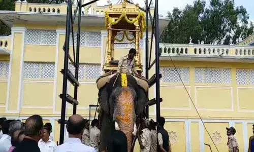 Abhimanyu carries 750-kg wooden howdah with ease at practice session