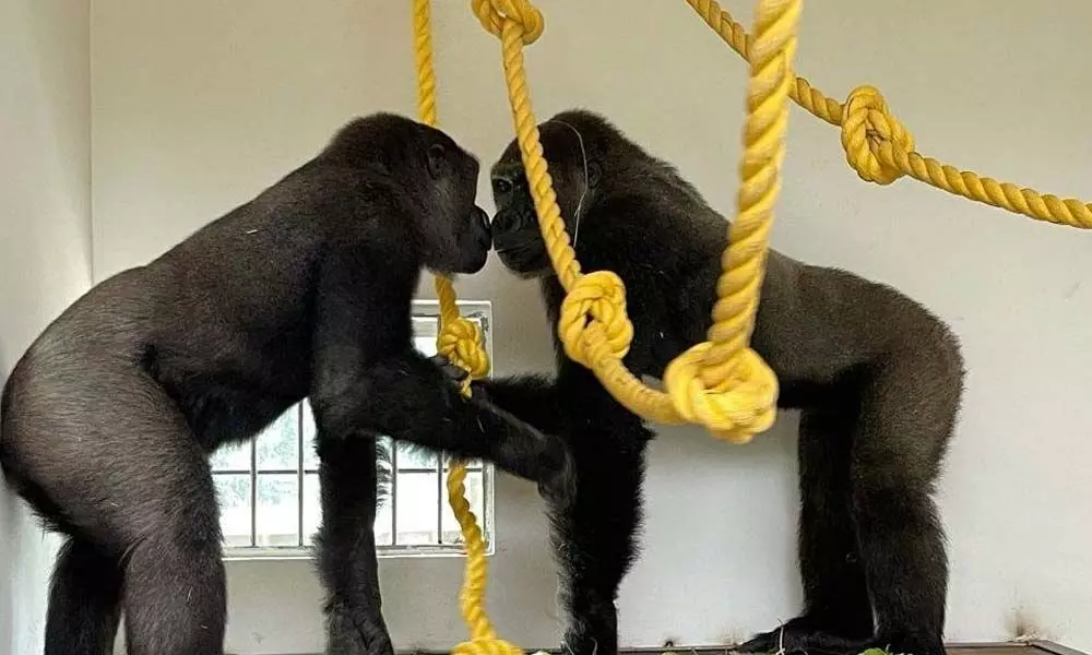 Mysuru zoo gets two gorillas