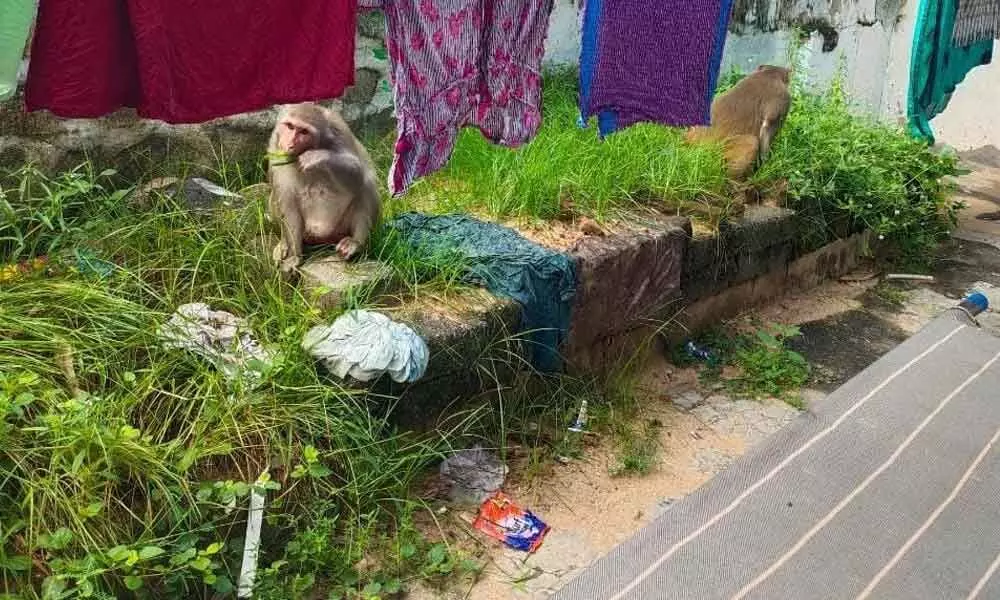 Such a pack of monkeys seen everywhere in Kakinada