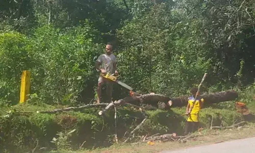 More trees face axe for Sirsi-Kumta NH project than number claimed by officials