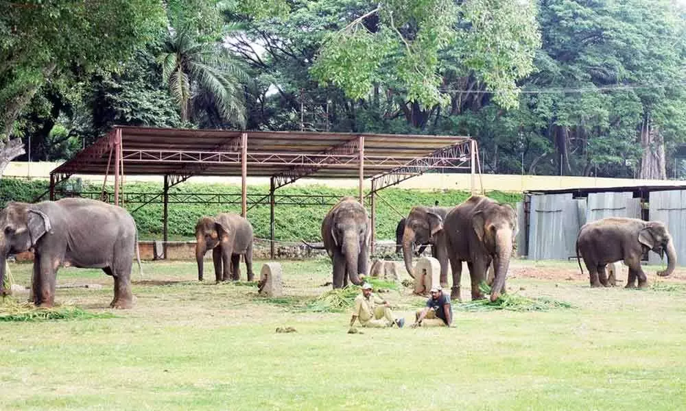 Forest dept to take a call on shifting Palace elephants to Gujarat after checking facilities there