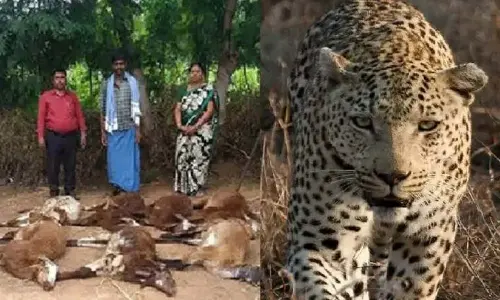 Andhra Pradesh: Nine sheep killed in leopard attack in Anantapur