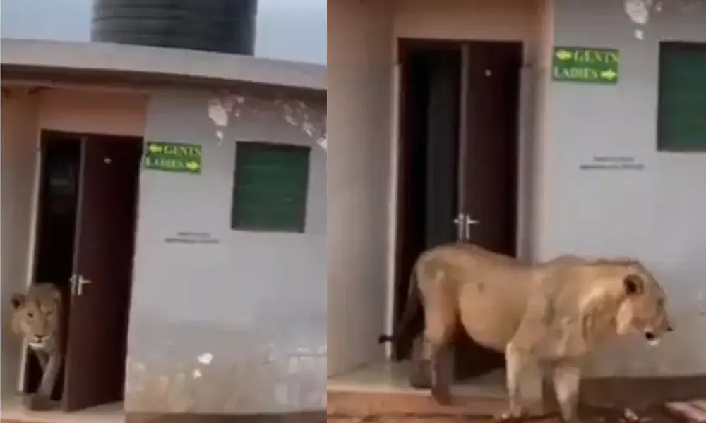 A lion was spotted coming out of a public bathroom.