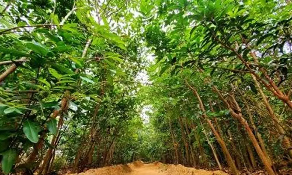 Forest Act likely set for key amendments