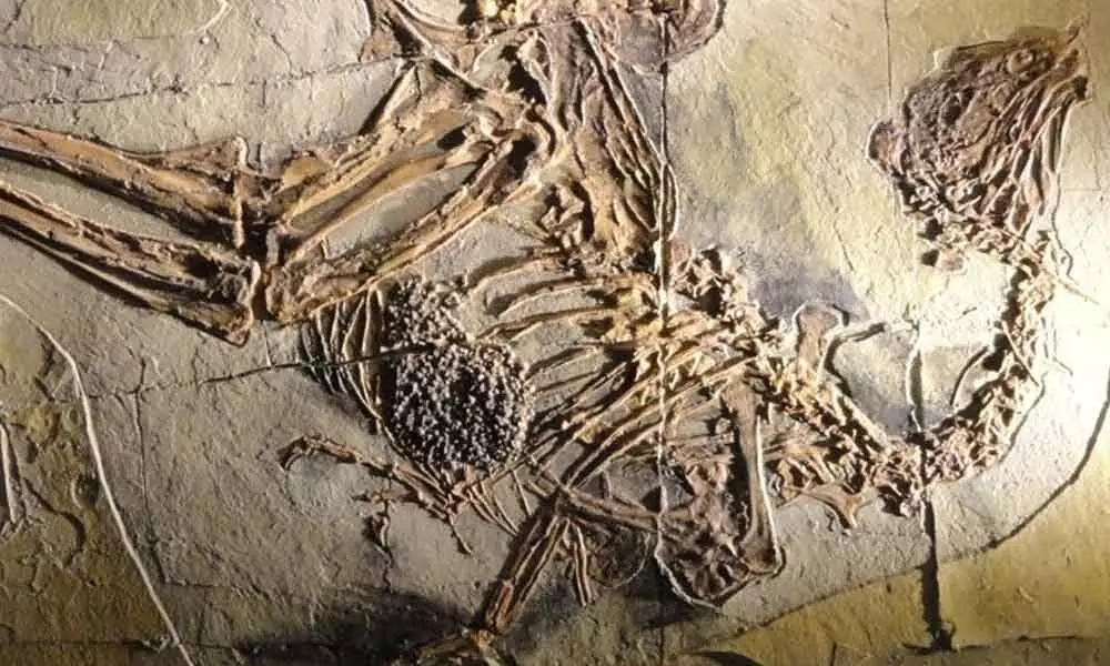 Dinosaur DNA may still be found in 125 million-year-old bones, according to scientists.