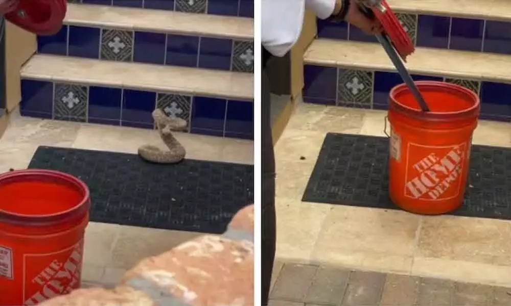 Watch The Trending Video Of A Man Capturing Rattlesnake In A Bucket