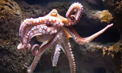 Octopus