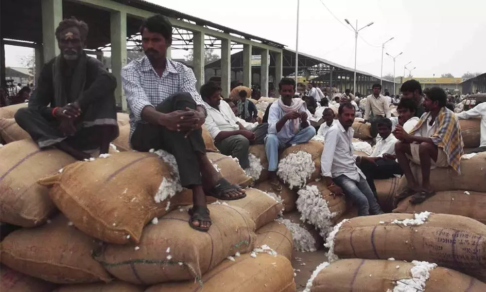 Farmers in distress as cotton yield drops