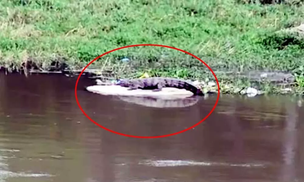 Locals have been frightened after seeing a crocodile in the river Musi at Attapur.