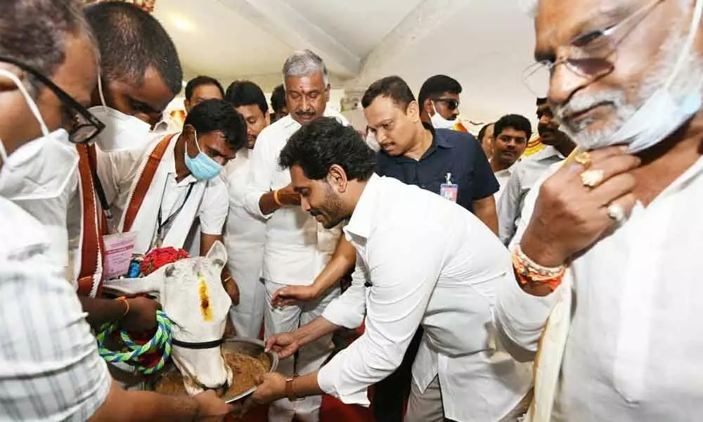Chief Minister Y S Jagan Mohan Reddy feeding a cow after inaugurating Go Mandiram at Alipiri on Monday