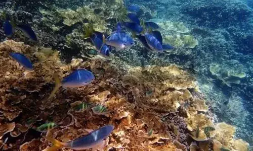 14% of world’s coral lost since ’09: Study