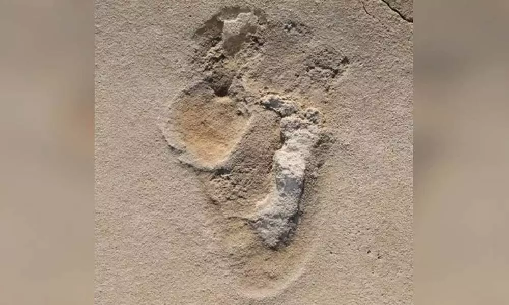 One of over 50 footprints identified in 2017 in Crete. (Per Ahlberg, Uppsala)