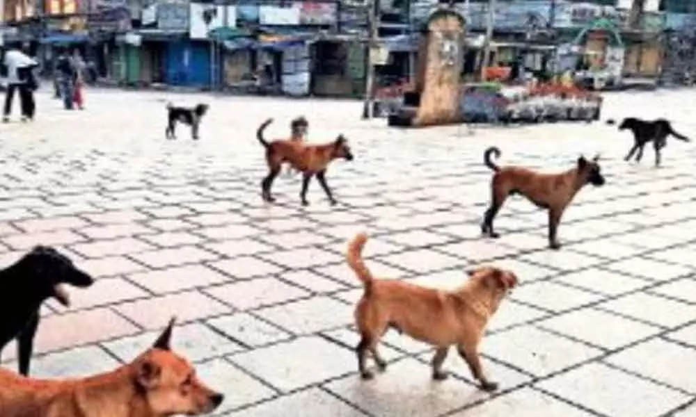 Dog menace hounds visitors at Charminar