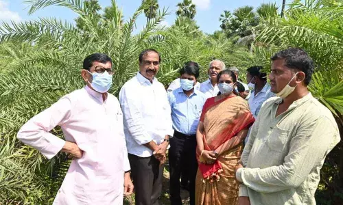 KDCCB provides loan for toddy trees growth