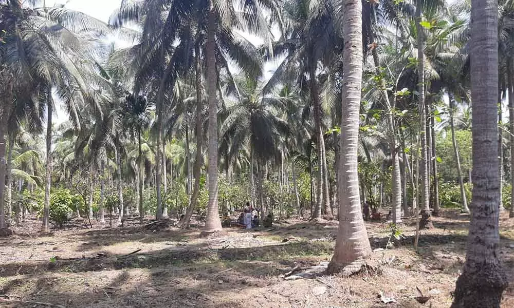 A Coconut plantation in Konaseema