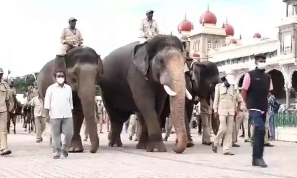 Elephants successfully complete final rehearsal for Jumbo Savari