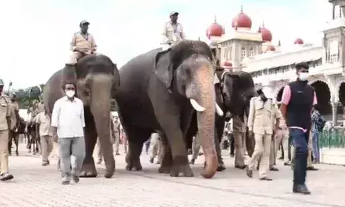Elephants successfully complete final rehearsal for Jumbo Savari