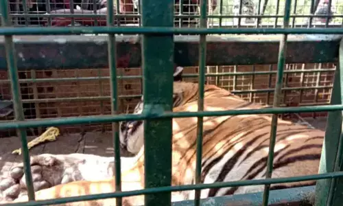 The tiger had allegedly killed four people in the span of a year (Representational)