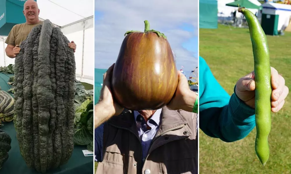 Giant vegetable showdown sees 4 world records broken