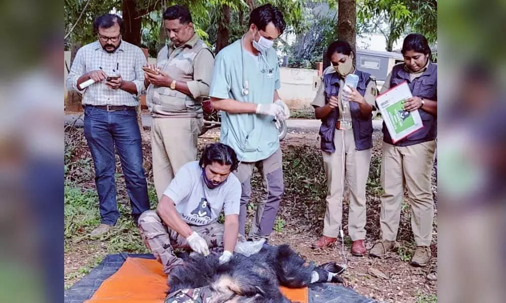 Snare-trapped sloth bear rescued by forest officials