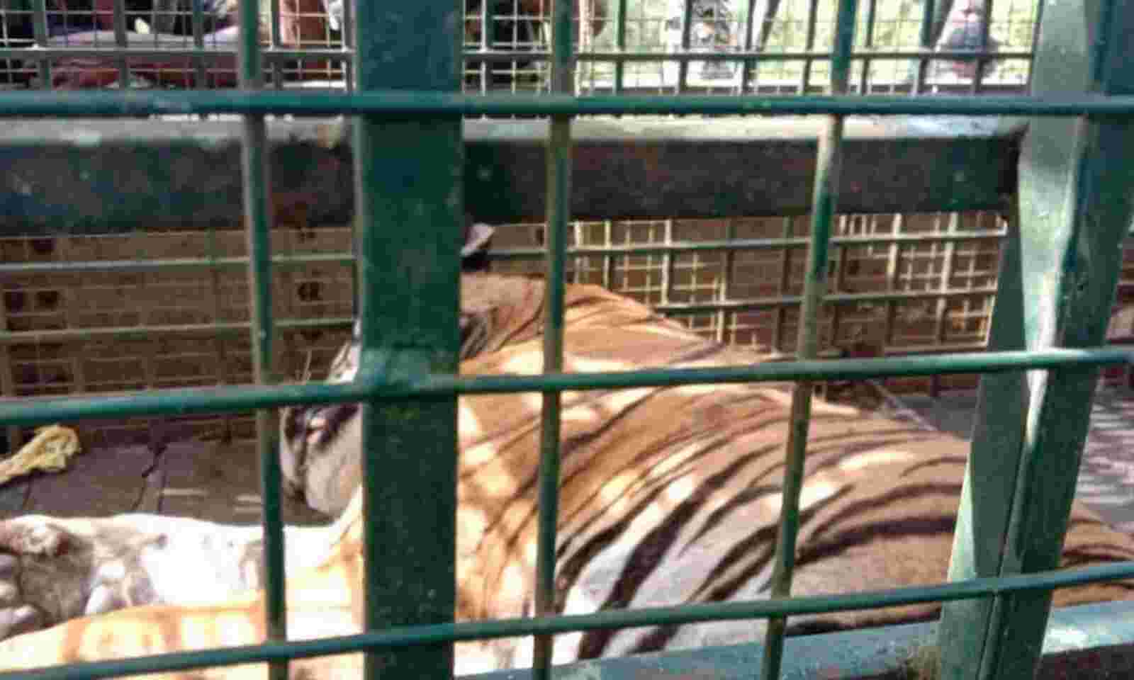 Tamil Nadu: Maneater tiger MDT23 captured after 22 days