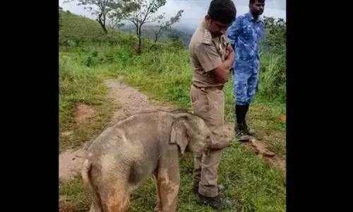 Praise pours in for Tamil Nadu foresters after heart-warming picture