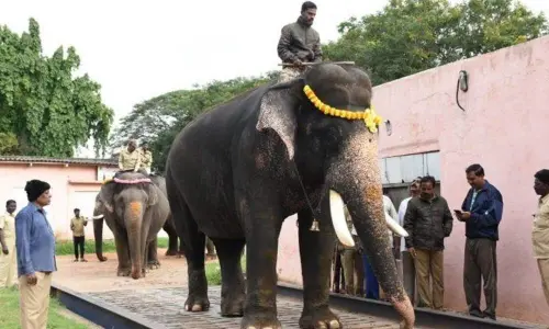 Mysuru all set to bid adieu to Dasara jumbos