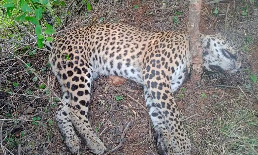 Leopard dies after getting trapped in a snare
