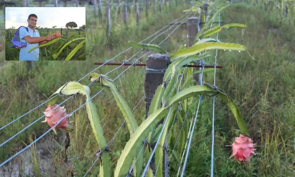 Techie Mohammad Abdul Maqbool showing dragon fruit in his fields