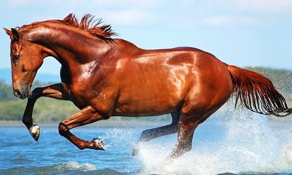 Powerful Ancestor of Modern Horses Discovered Through Tracing