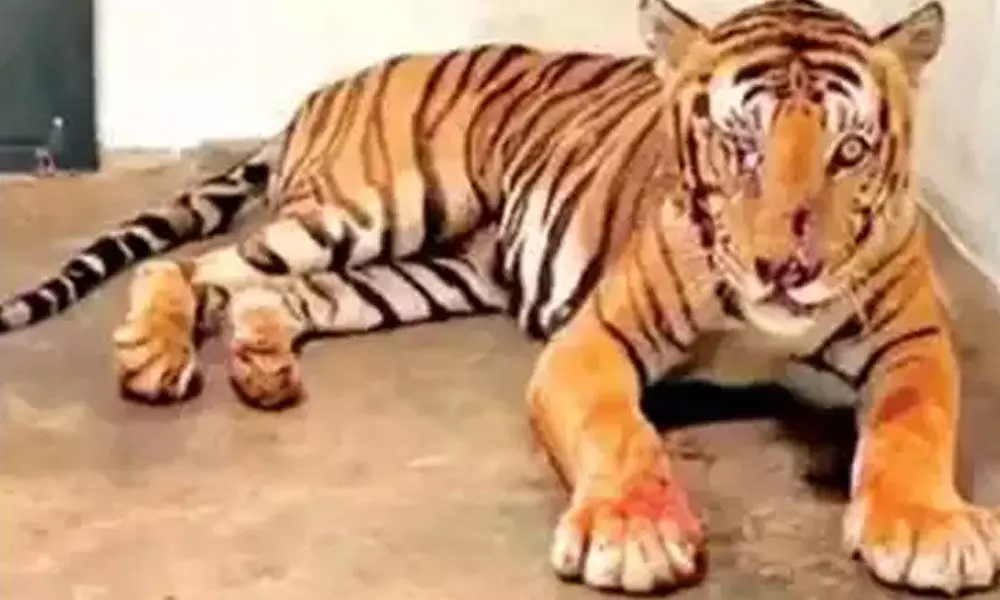 This tiger is currently recuperating in Mysuru Zoo