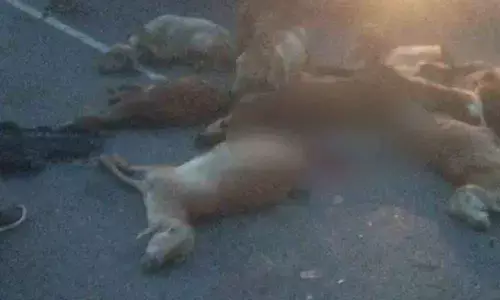 Car runs over herd of sheep, 20 animals killed