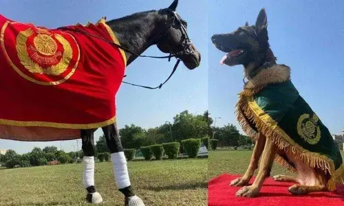 Snowy, A malinois dog and Champion, 11 year old mare have been awarded with special medals for their outstanding work