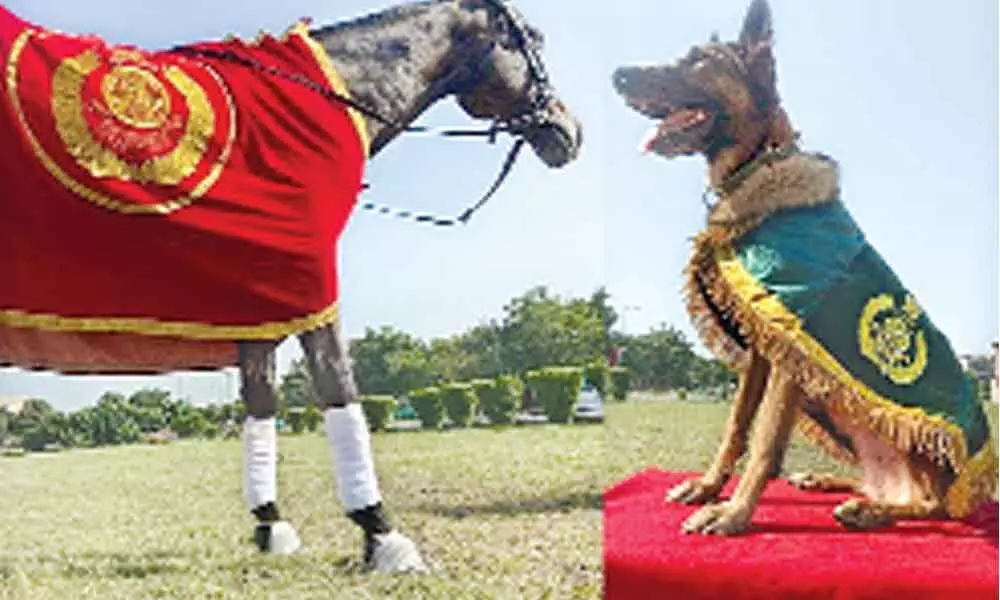 ITBP awards its ‘Best Dog, Horse’